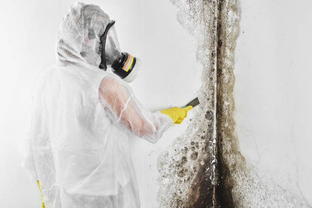 Best Home Mold Removal  in Mansfield, OH