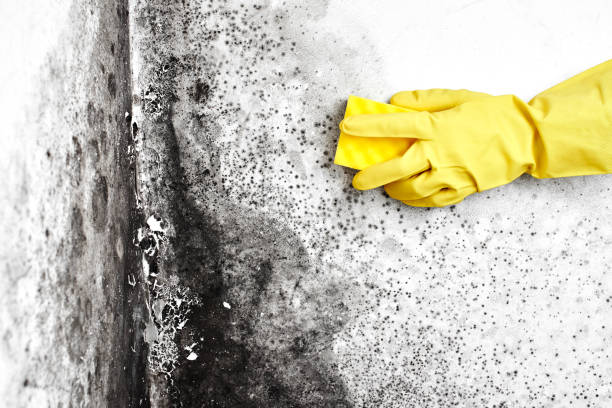 Best Local Mold Removal Service  in Mansfield, OH