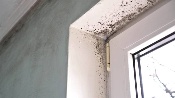 Best Commercial Mold Removal  in Mansfield, OH