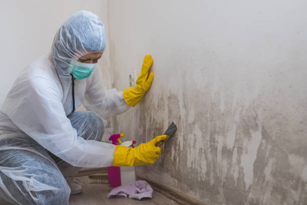 Best Mold Remediation Services  in Mansfield, OH