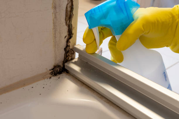 Best Fast Mold Removal  in Mansfield, OH