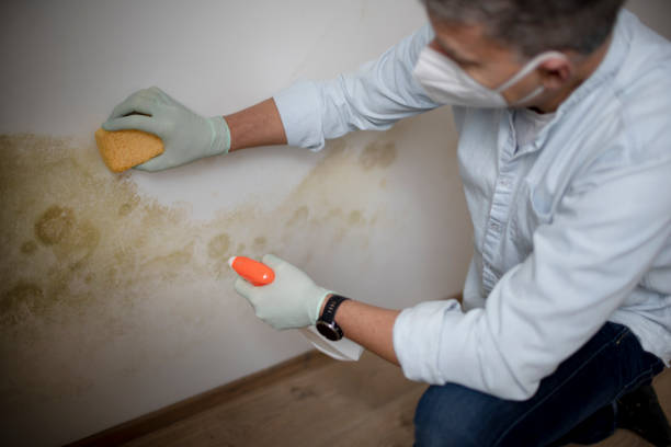Best Residential Mold Removal  in Mansfield, OH