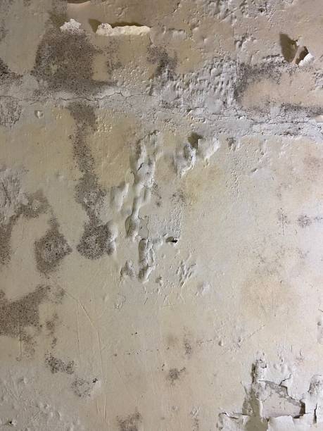 Mansfield, OH Mold Removal Company