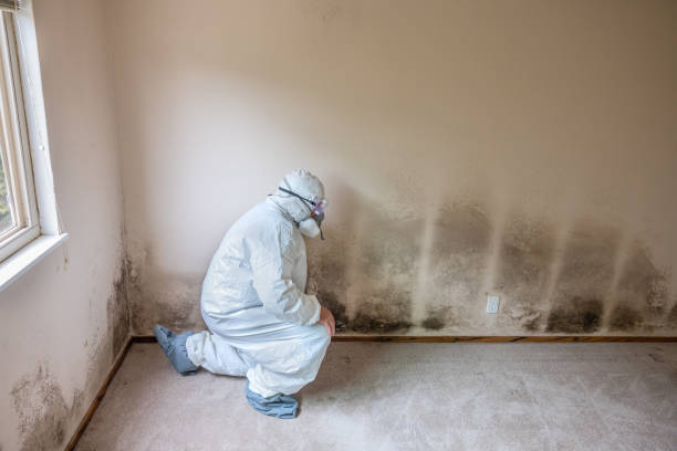 Best Mold Damage Repair  in Mansfield, OH