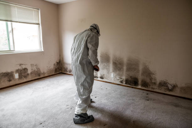 Best Black Mold Removal  in Mansfield, OH