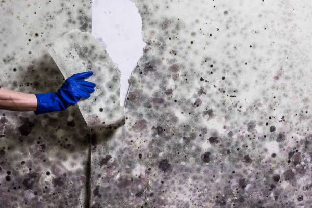 Best Professional Mold Removal  in Mansfield, OH
